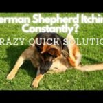 Why is My German Shepherd So Itchy? Causes and Solutions