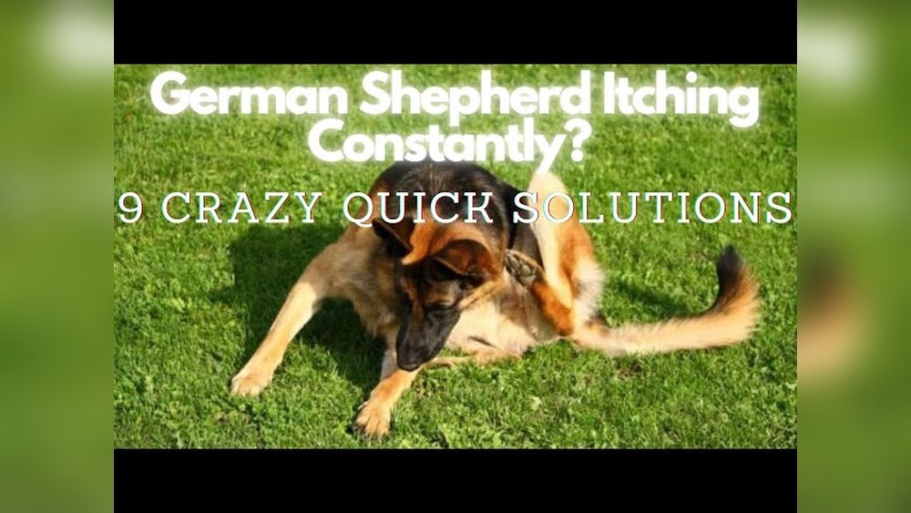 Why is My German Shepherd So Itchy? Causes and Solutions
