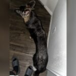 Why is My German Shepherd So Skinny? Causes and Solutions