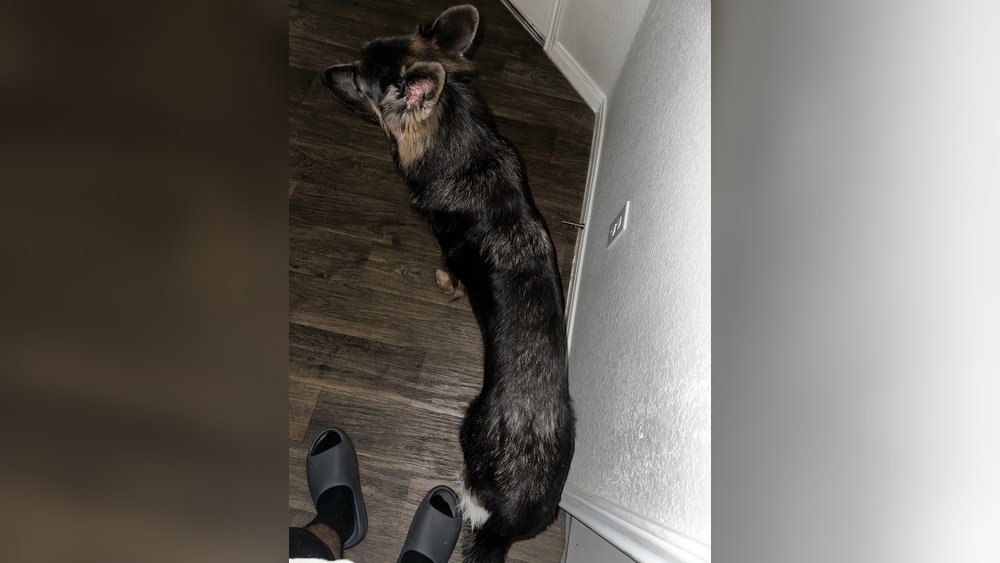 Why is My German Shepherd So Skinny? Causes and Solutions