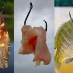 Best Catfish Bait: Top Picks for Monster Catches