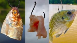Best Catfish Bait: Top Picks for Monster Catches
