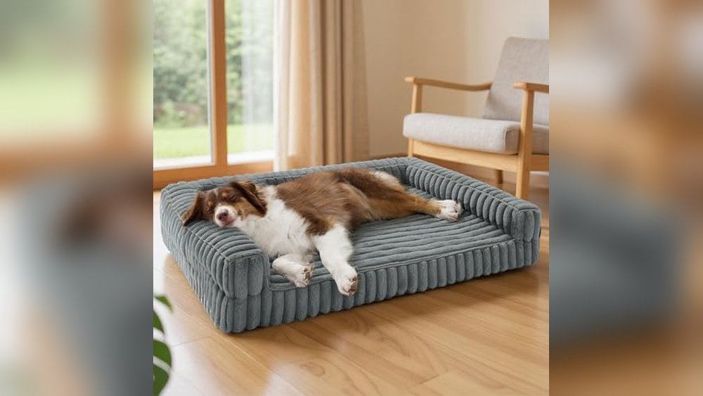 Best Couch for Dogs That Chew 2026: Ultimate Durable Sofa Guide