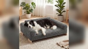 Best Couch for Dogs With Nails: Durable, Stylish, and Protective Picks