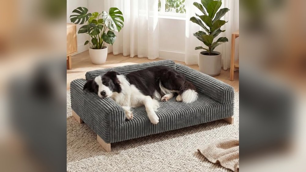Best Couch for Dogs With Nails: Durable, Stylish, and Protective Picks