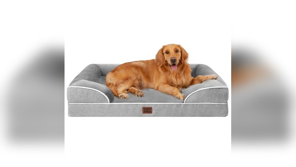 Best Couches for Dogs: Top Orthopedic and Waterproof Dog Beds