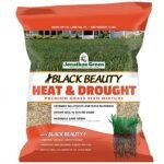 Best Grass Seed Blends for Cool-Season Climates: Top Picks for Lush Lawns