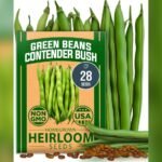 Best Green Bean Variety for Freezing: Top Heirloom Contender Bush Beans