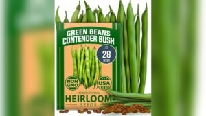 Best Green Bean Variety for Freezing: Top Heirloom Contender Bush Beans