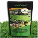 Best Mini Clover Lawn Seed Blend for Heavy Foot Traffic: Durable & Low-Maintenance