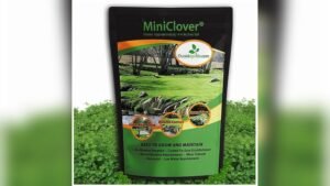 Best Mini Clover Lawn Seed Blend for Heavy Foot Traffic: Durable & Low-Maintenance