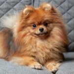 Best Small Dog Breeds in India With Price: Top Choices for 2026