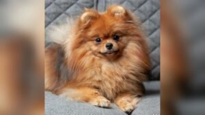Best Small Dog Breeds in India With Price: Top Choices for 2026