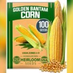 Best Sweet Corn Variety for Freezing: Top Heirloom Seeds and More