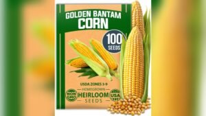 Best Sweet Corn Variety for Freezing: Top Heirloom Seeds and More