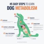 How Long Can a Dog Go Without Pooping: Essential Facts