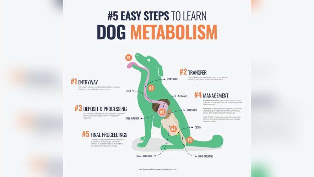 How Long Can a Dog Go Without Pooping: Essential Facts