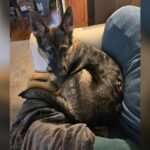 How Much Space Does a German Shepherd Need for a Happy Life?