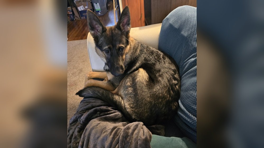 How Much Space Does a German Shepherd Need for a Happy Life?