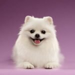 Pomeranian Dog Price in India: Latest Costs and Buying Guide