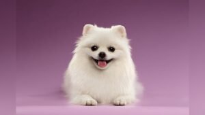 Pomeranian Dog Price in India: Latest Costs and Buying Guide
