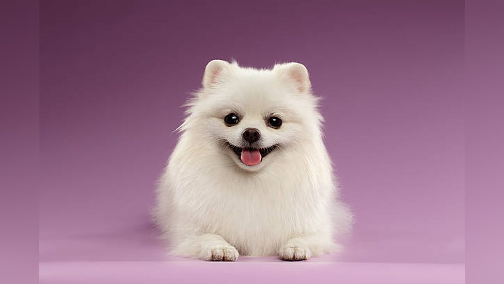 Pomeranian Dog Price in India: Latest Costs and Buying Guide