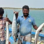 Sheela Fish Vs Vanjaram Difference: How to Tell Them Apart