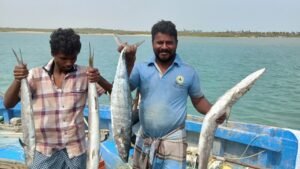 Sheela Fish Vs Vanjaram Difference: How to Tell Them Apart
