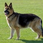When Do German Shepherds Stop Growing: Growth Timeline Explained