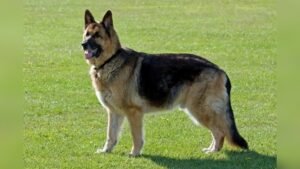 When Do German Shepherds Stop Growing: Growth Timeline Explained